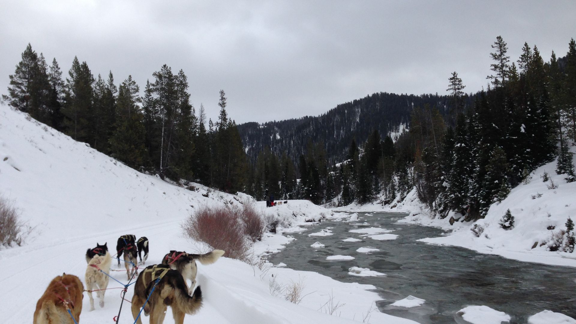 Dog Sledding Tours in Jackson Hole, Wyoming