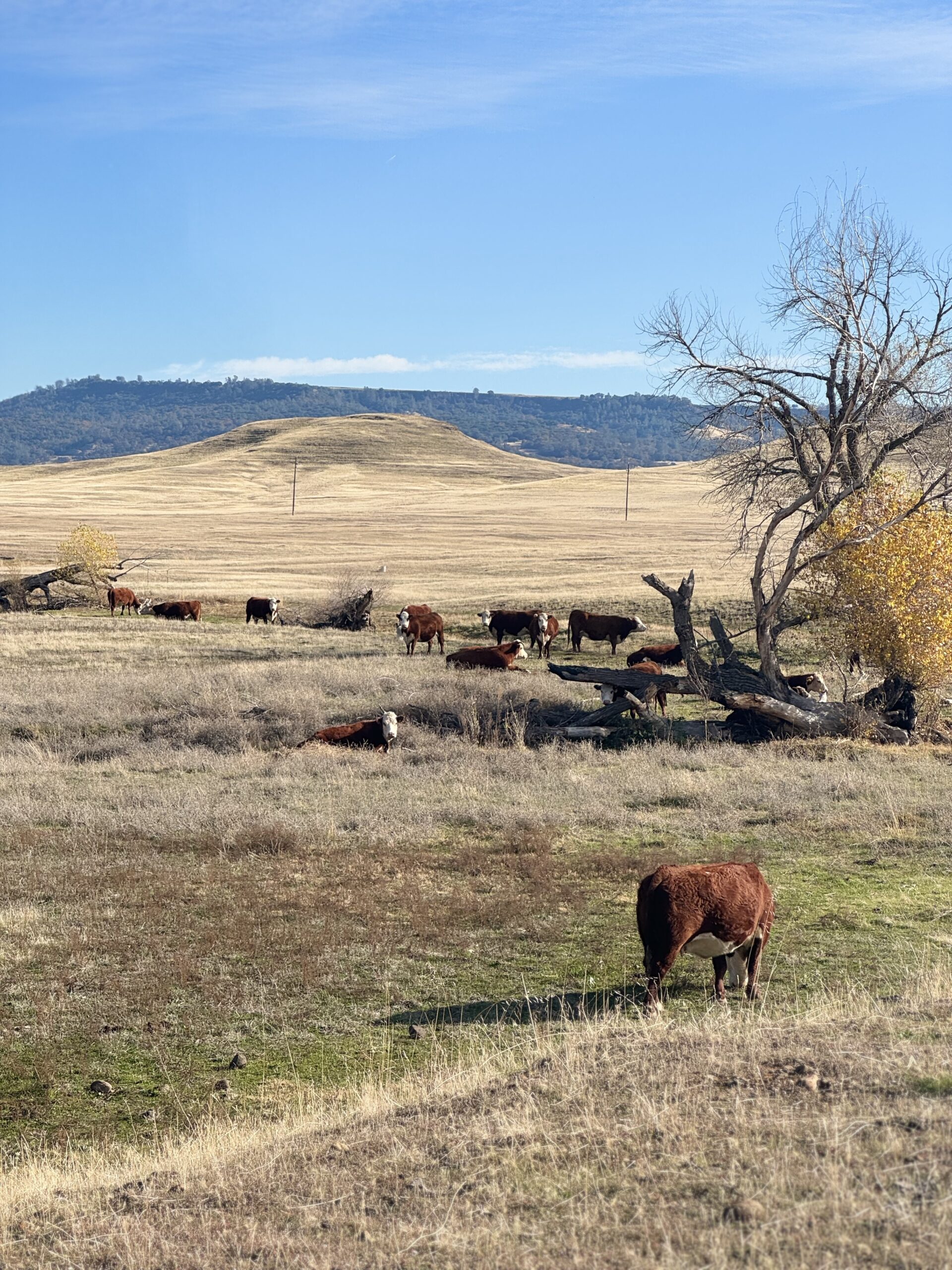 Clark Road Ranch J Hill Land Company