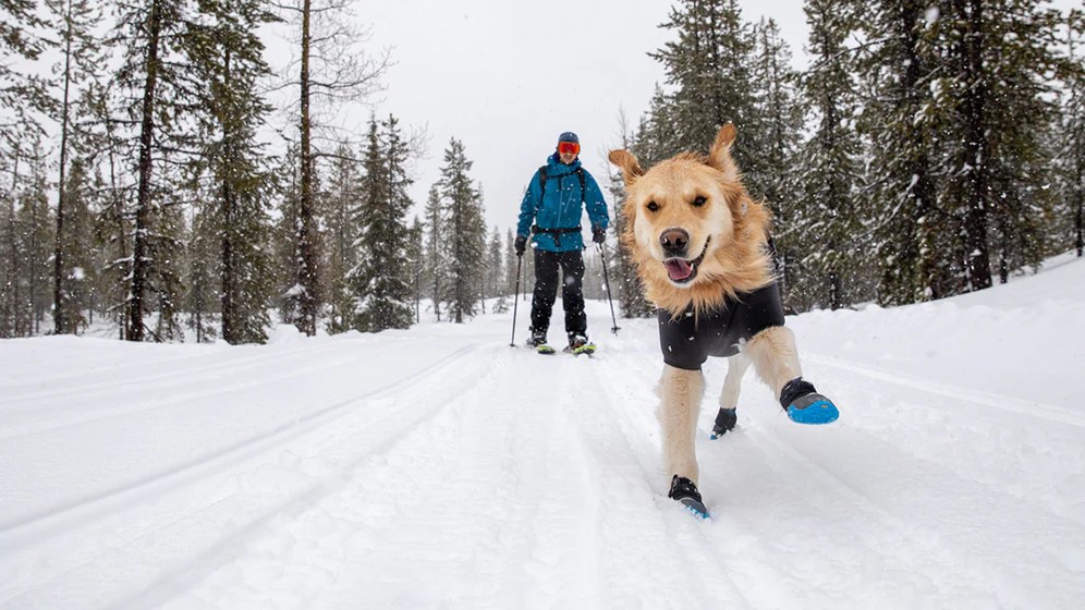 Top DogFriendly Winter Trails Jackson Hole Nordic Alliance