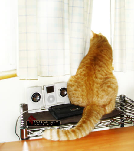 肉呆橘子貓的背影