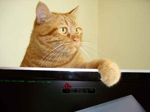 肉呆橘子貓在螢幕後面