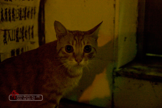 巧遇東區流浪貓小小橘