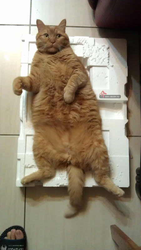 攝影師成本、環保橘子貓、不是豆腐女孩、員工旅遊、小姐你的包掉水裡了