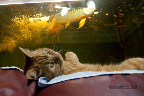 神貓觀魚圖之艋舺篇-橘子貓與志龍