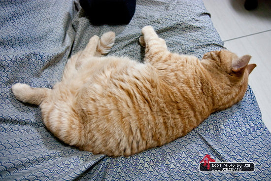 肉呆橘子貓的沙發
