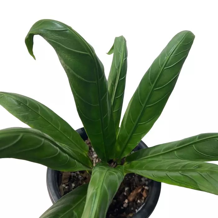 Anthurium Angel Wings Plant Rare Jiffy Plants