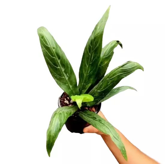 Anthurium Angel Wings Plant Rare Jiffy Plants