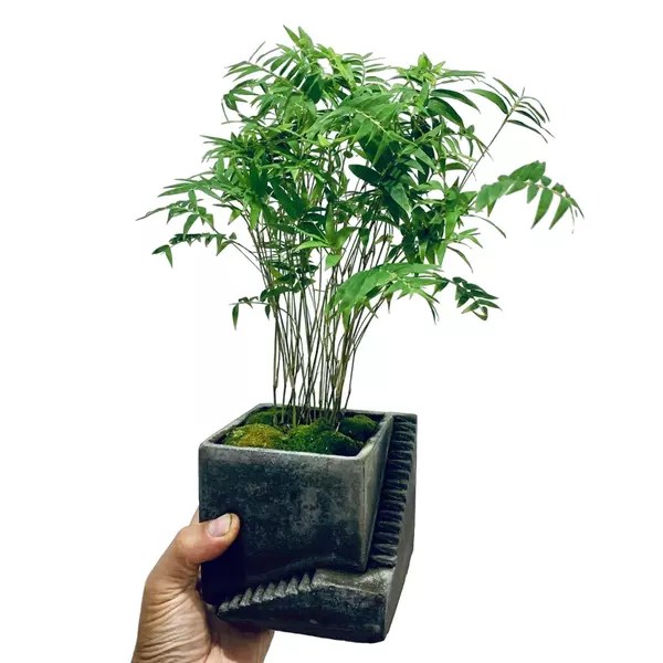 Miniature Dwarf Bamboo Plant Sasa Pygmaea Pleioblastus Pygmaeus