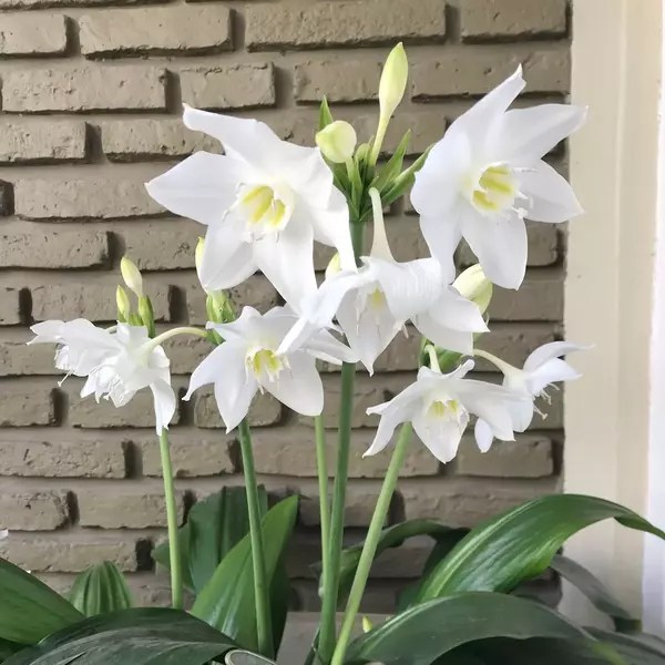 Urceolina Amazonica Eucharis Grandiflora Amazon Lily Plant Jiffy