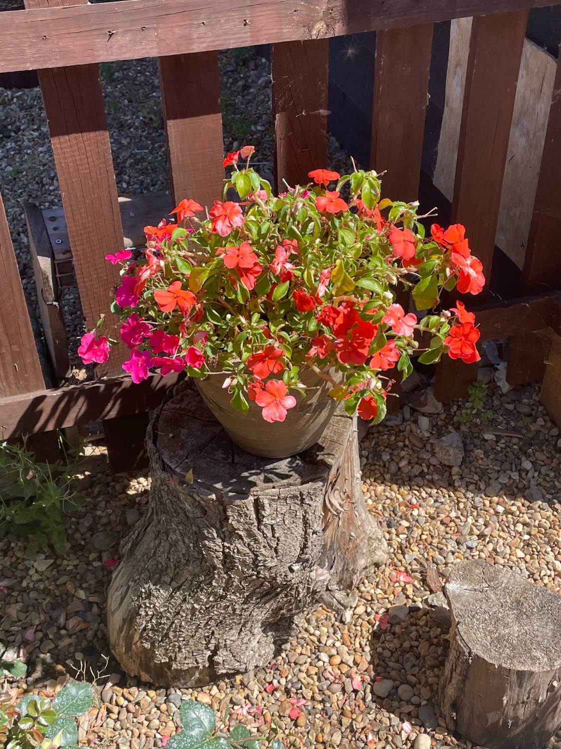 Solve Flower Pot jigsaw puzzle online with 154 pieces