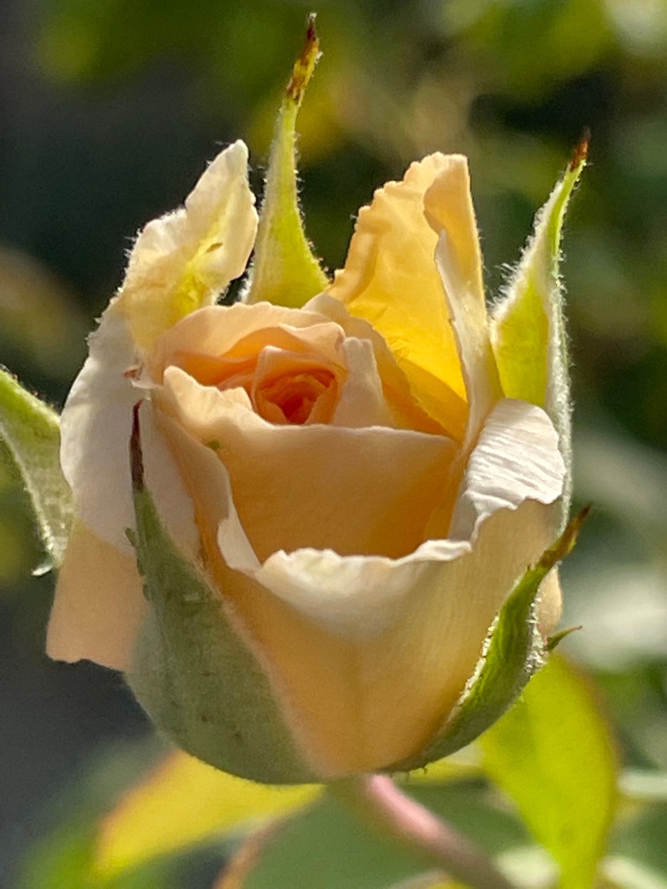 Solve Roses jigsaw puzzle online with 70 pieces