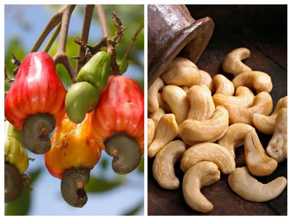 Cashew Nut/ Cashews/ Korosho/ Kaju/ Kaju Nuts/ Cajú Jikoni Palatables