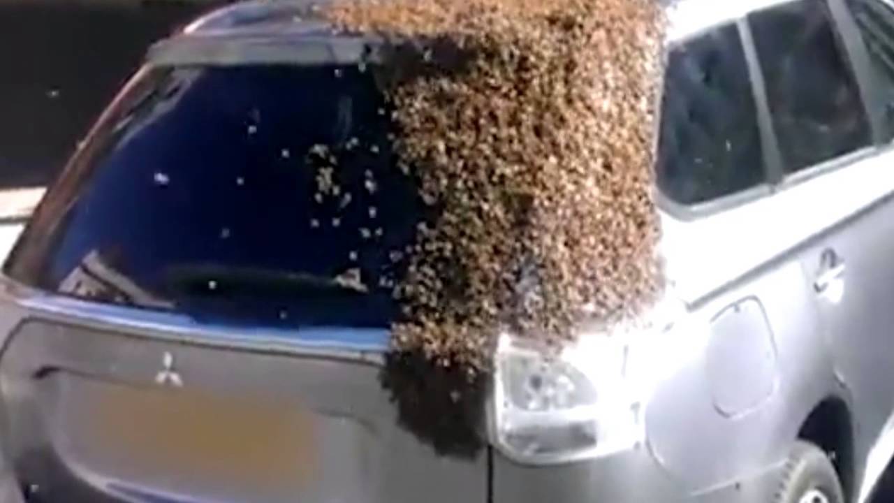 beesoncar Filosofa's Word