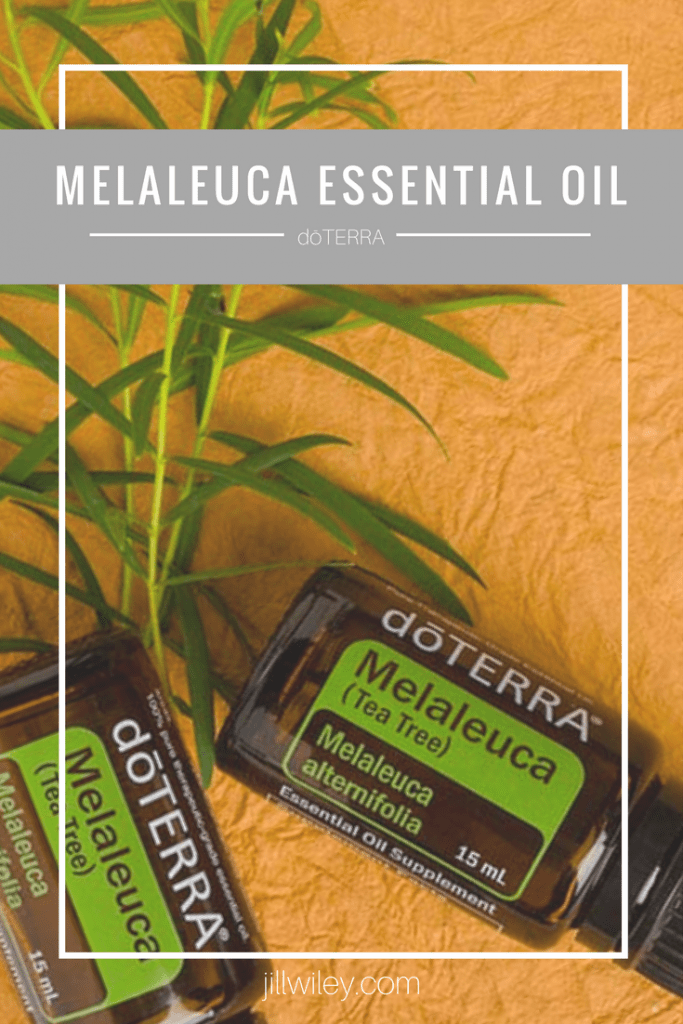 Melaleuca Essential Oil • Jill Wiley