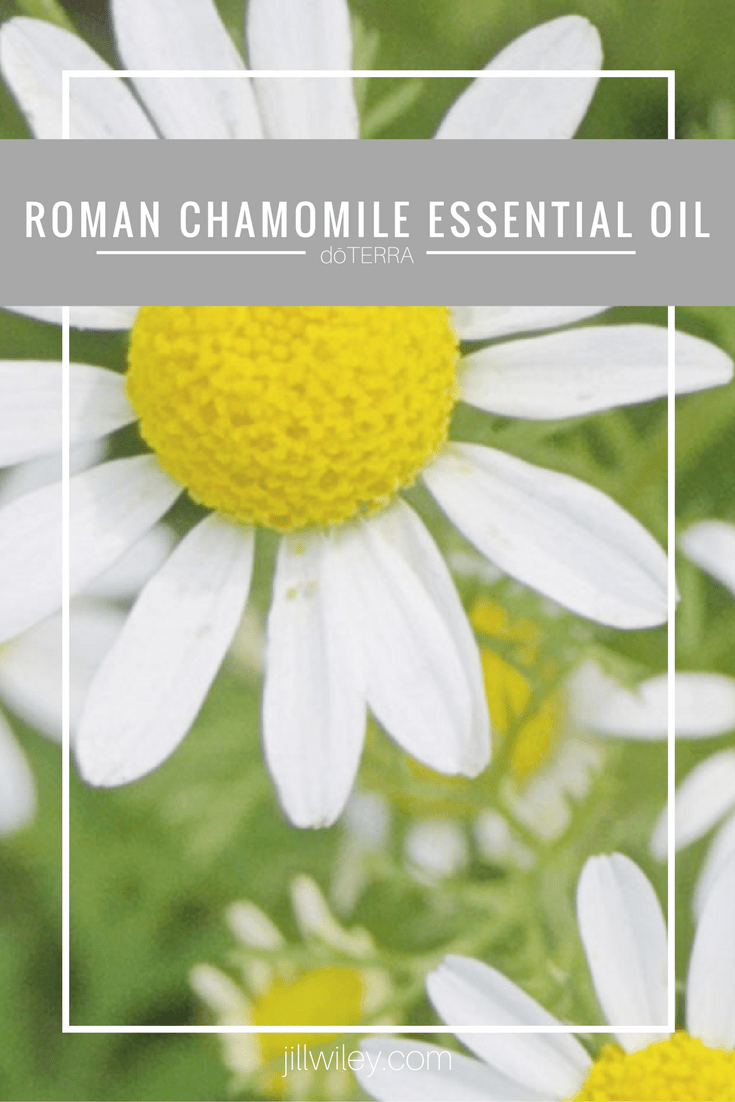 Roman Chamomile Essential Oil •