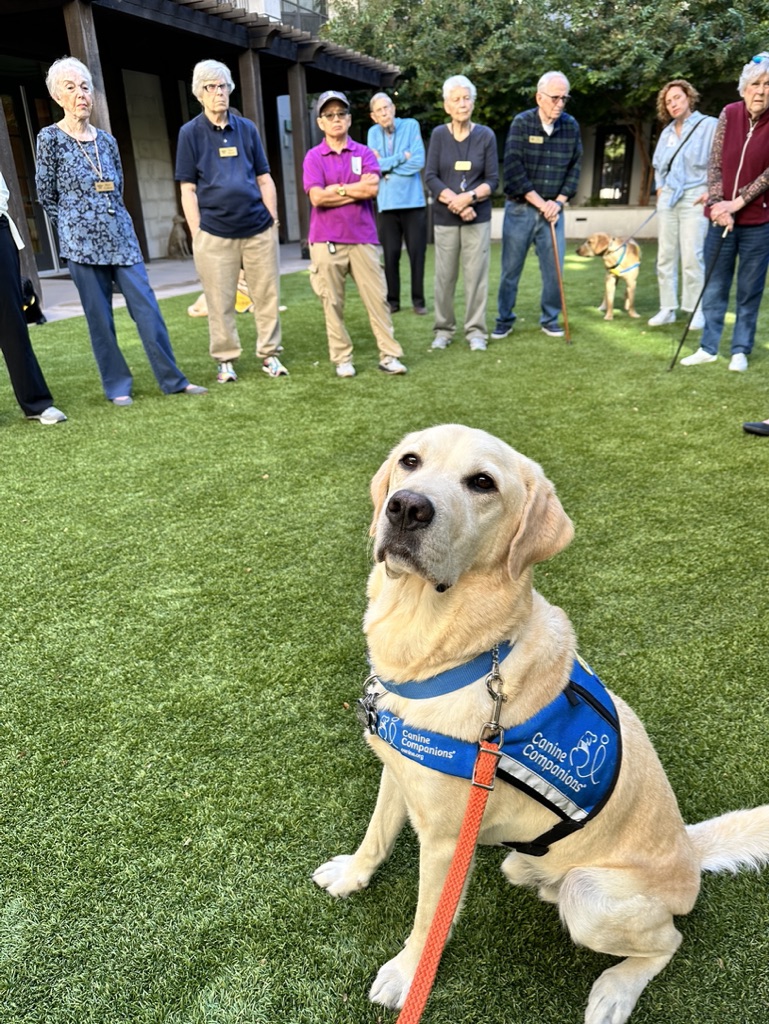 Etiquette for Service Dog Handlers
