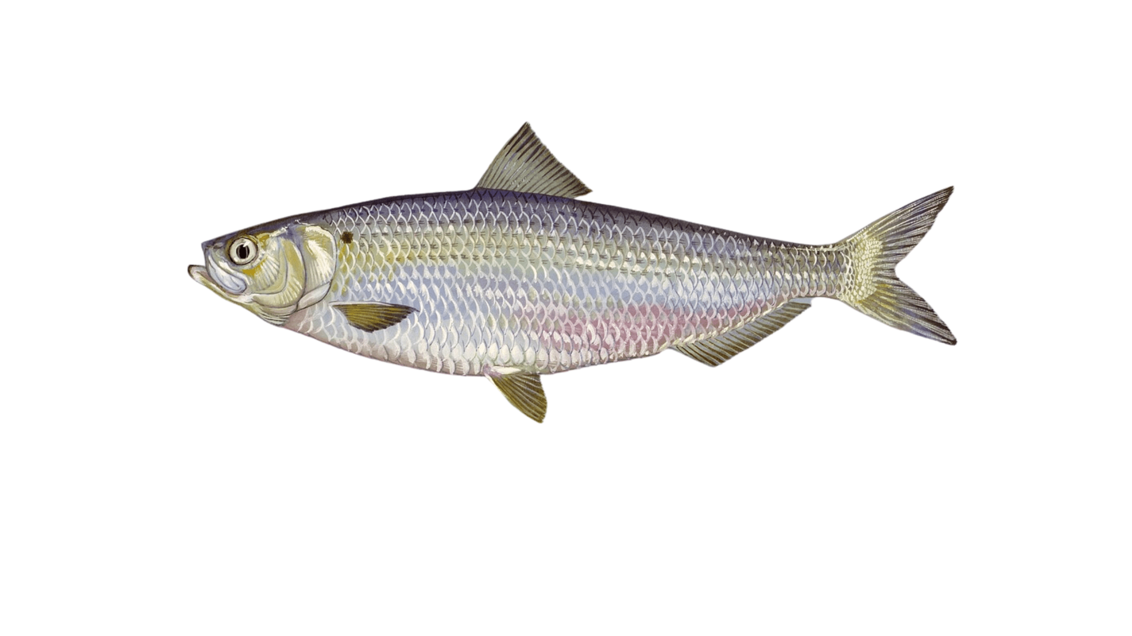 bb herring Jimbo On Lanier