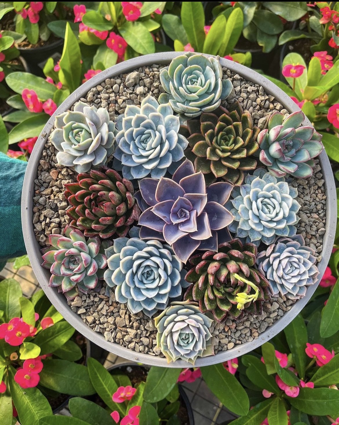 Jimbo's Nursery Retail & Wholesale Garden Center Santa Fe, TX