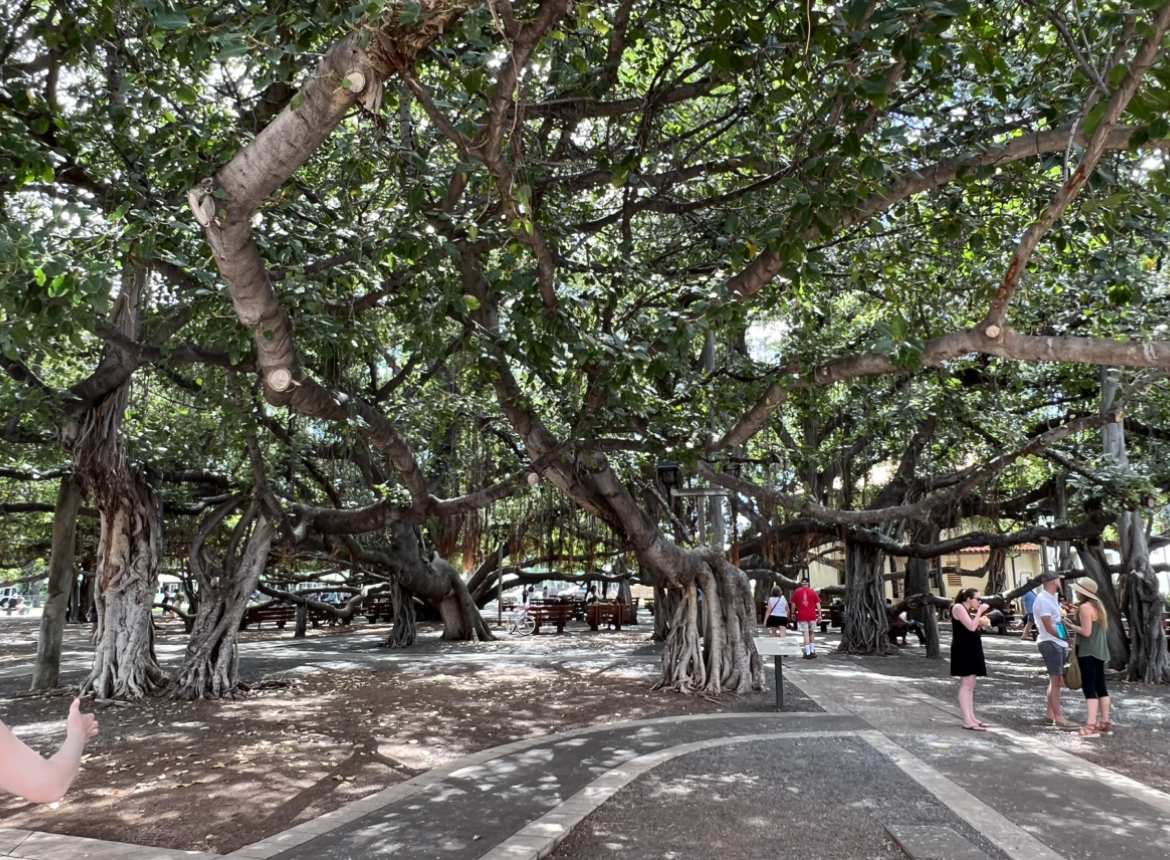Lahaina’s Banyan Tree A Sign of Hope For Many Maui and Hawaii Lovers