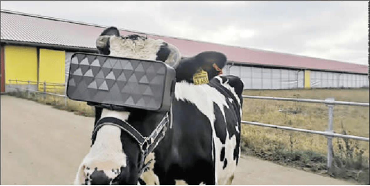 Punch Cows In Russia Wear Headsets To Increase Milk Production News
