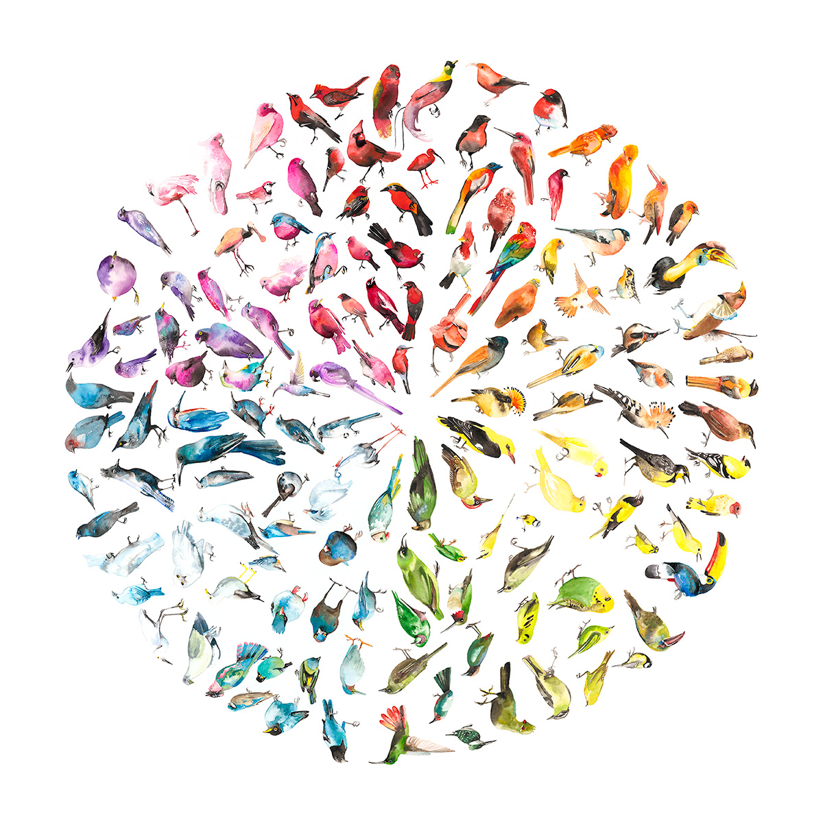 Bird Colour Wheel (Large) Jim Moir Art