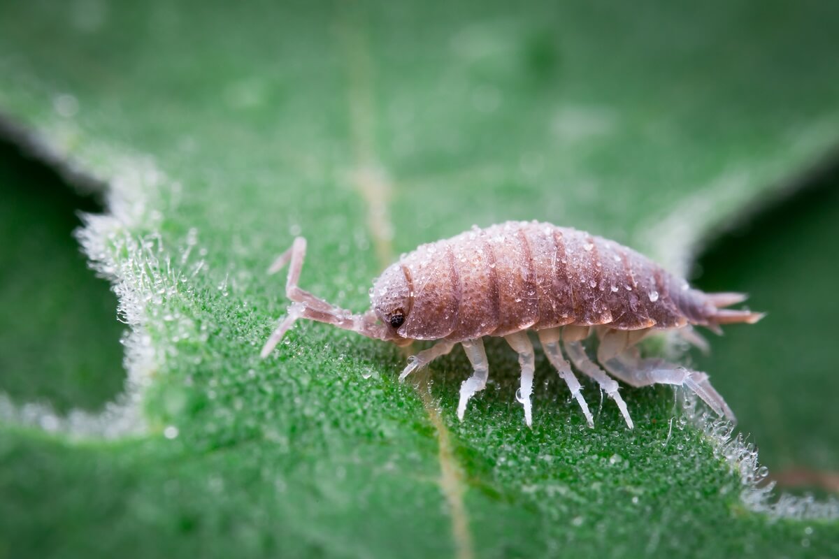 Important Facts About your Clothing and Moth Damage Jimmy's Cleaners