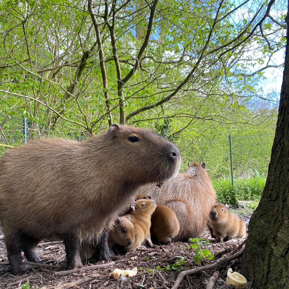 Capybara Jimmys Farm, Zoo & Wildlife Park