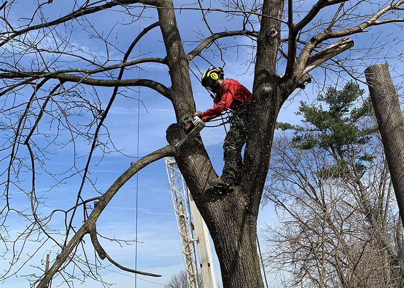 Professional Tree Service & Care Jim's Tree Service Levittown, PA
