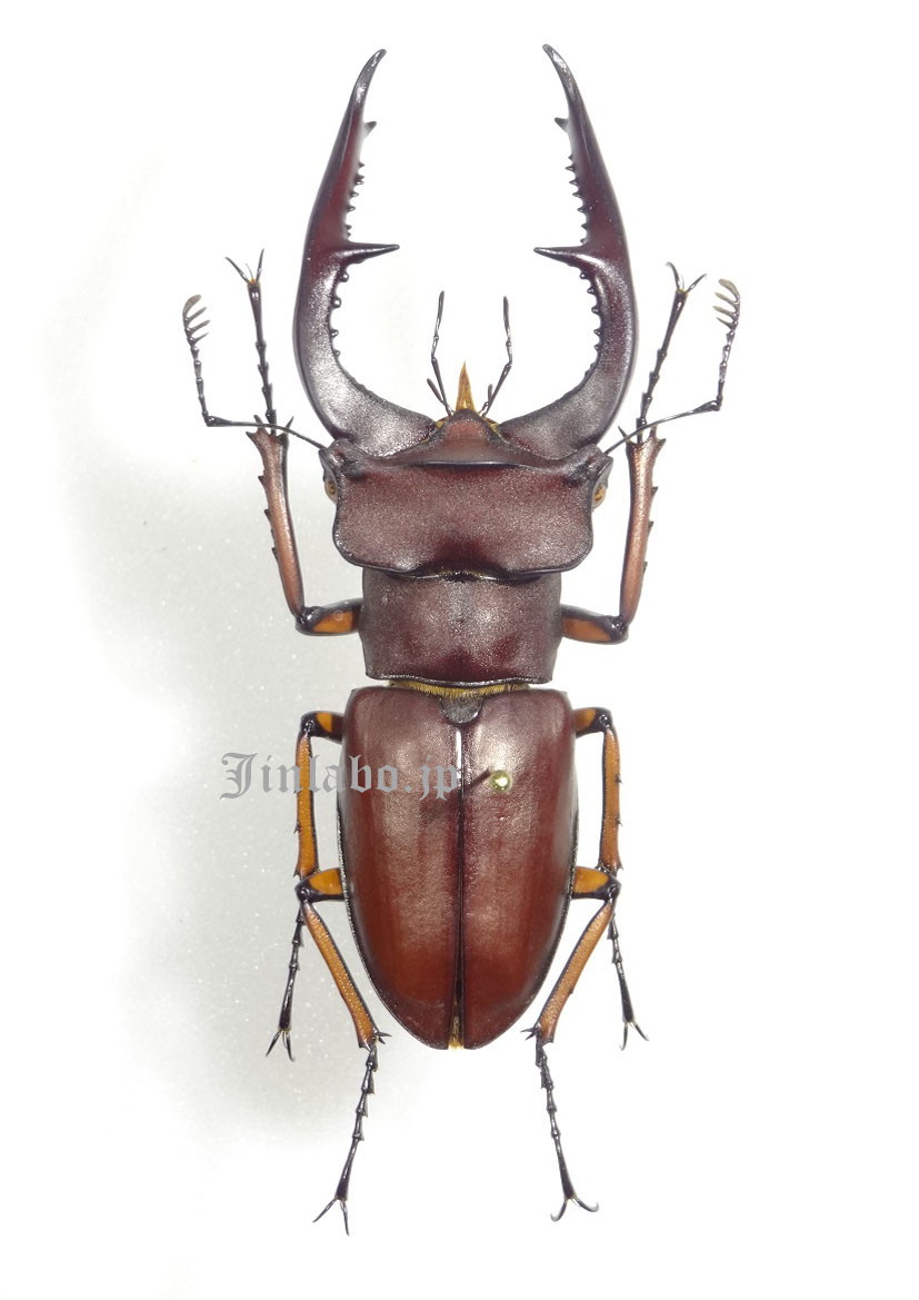 ビークワ補足06】～マラッツィミヤマ sp. marazziorum～ | Jinlabo