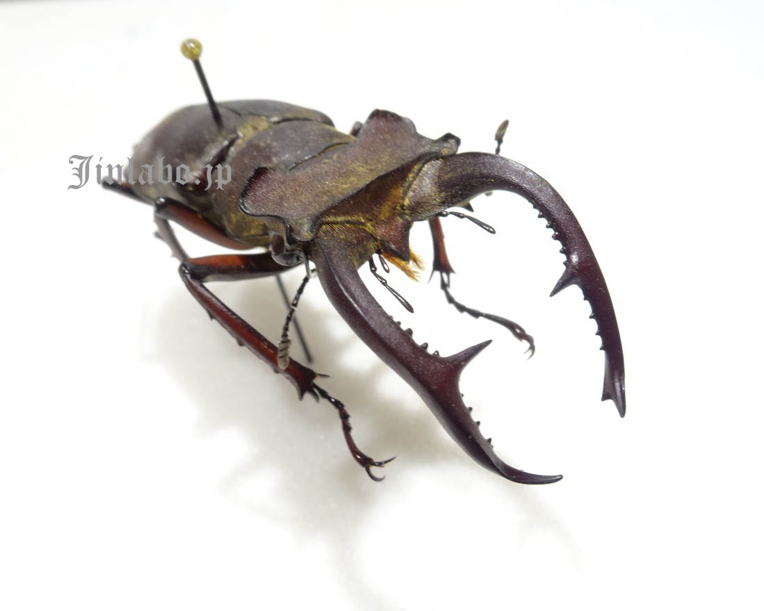 ビークワ補足10】～クラーツミヤマ Lucanus kraatzi～ | Jinlabo