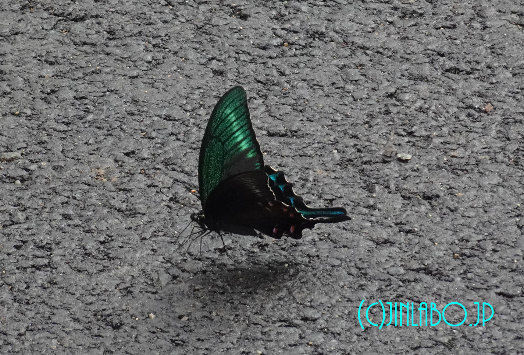 蝶の標本】台湾産オオムラサキ♂