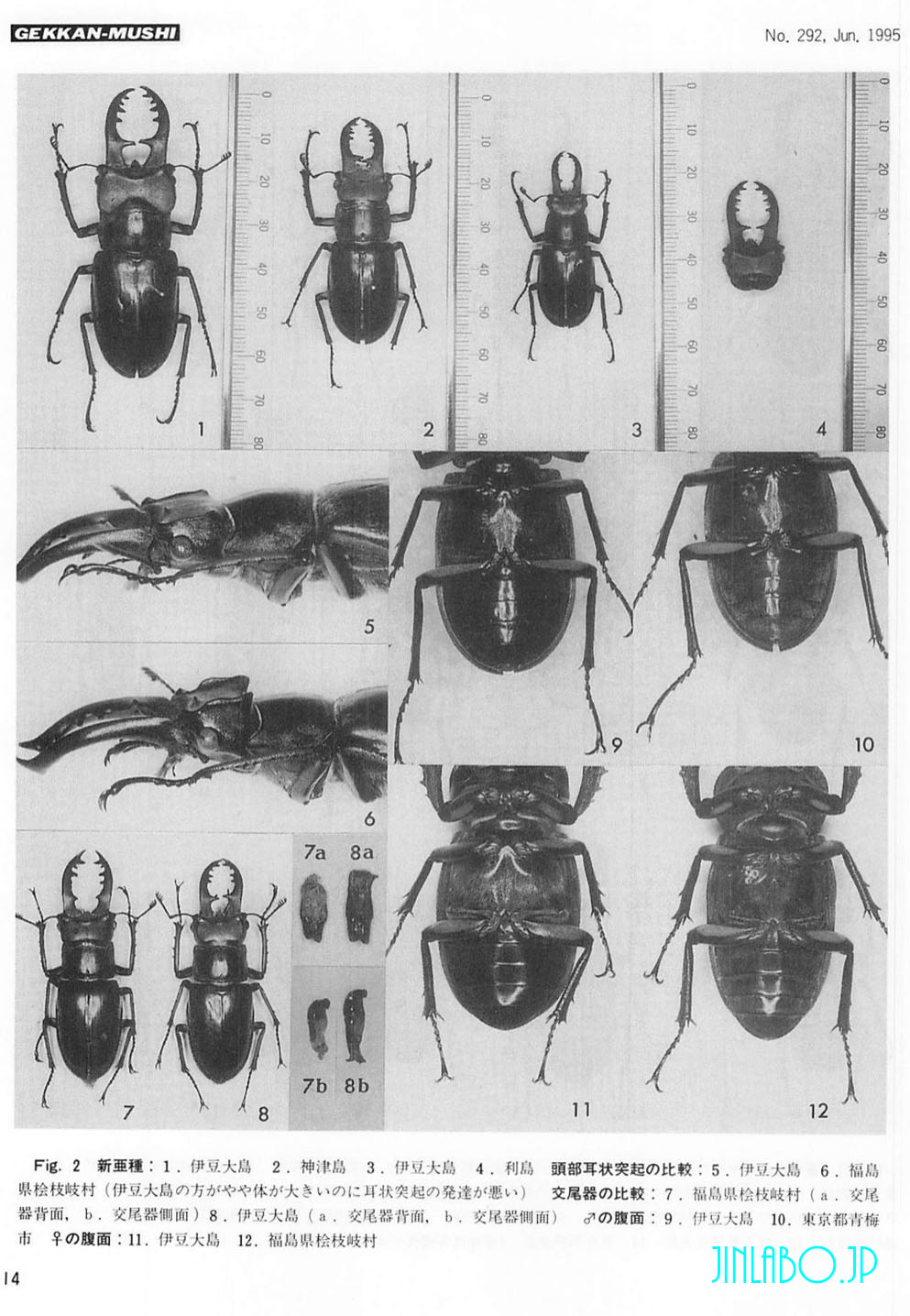 ビークワ補足】ミヤマクワガタ L. maculifemoratus：学名および文献