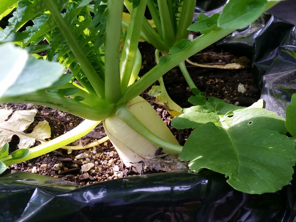 大根の11月上旬から12月上旬の様子 ダイコンの葉っぱが良く成長しており光を浴びて栄養をたくさん吸収してそうです 人生一度 腰椎破裂骨折にも負けない