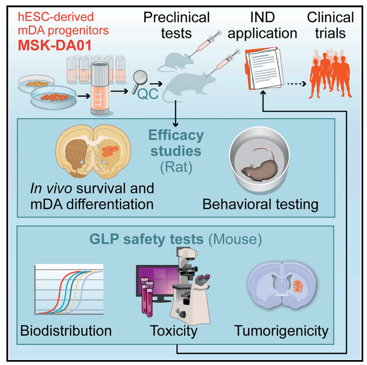 BIOTECH (99) BlueRock Therapeutics Bemdaneprocel (BRTDA01, MSKDA01