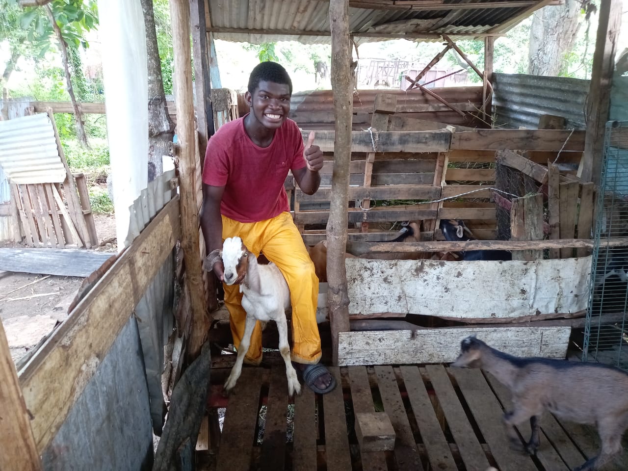 Young Farmer Has Big Plans For Goat Meat, Milk Business Jamaica