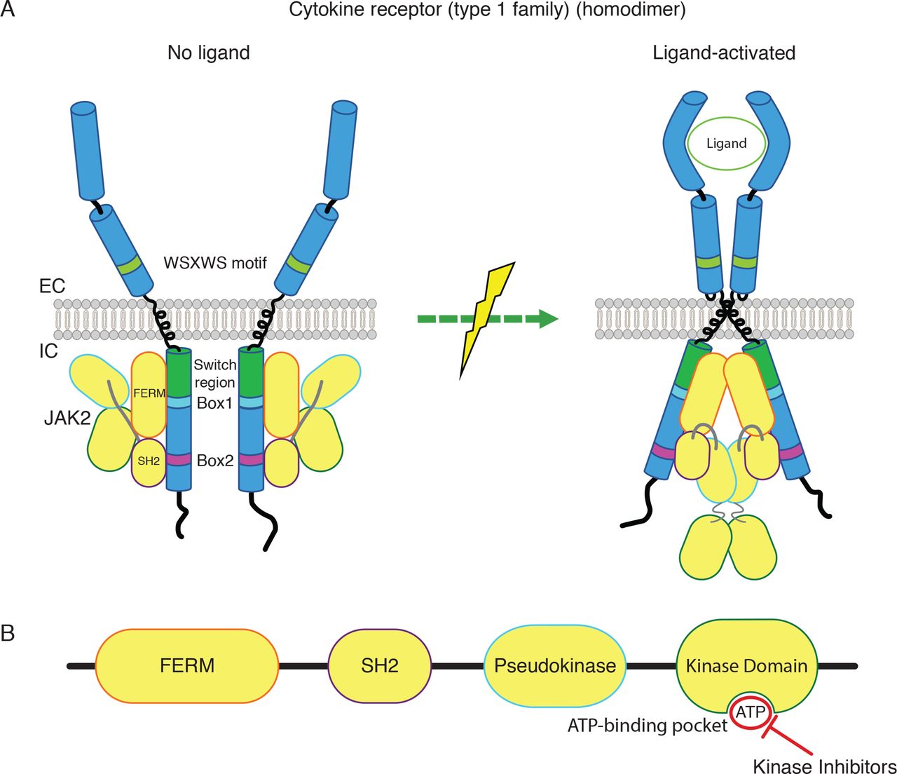 JAK inhibitors and COVID19 Journal for ImmunoTherapy of Cancer