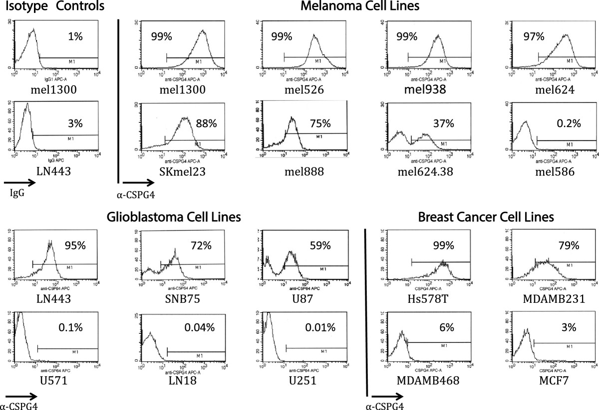 Multiple chimeric antigen receptors successfully target chondroitin