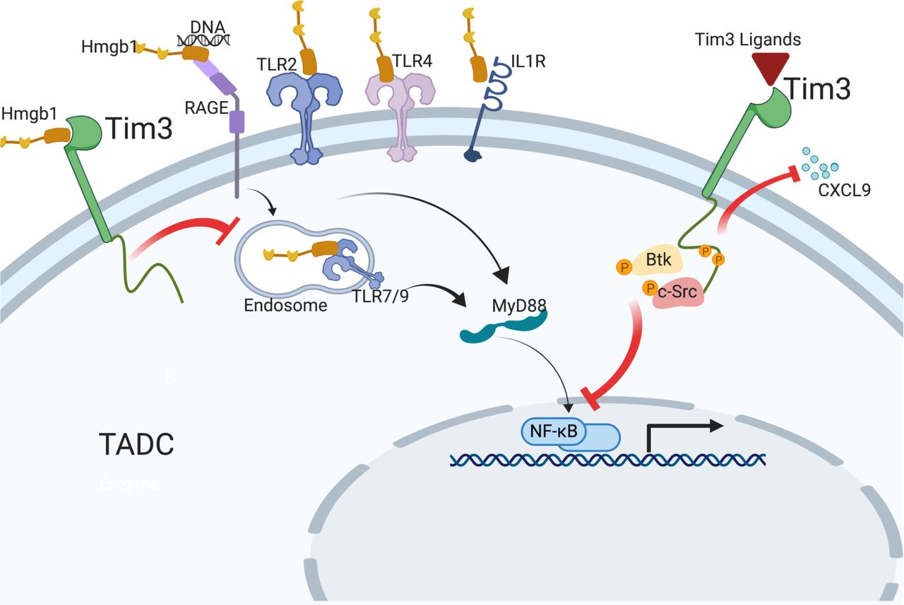 Tim3 finds its place in the cancer immunotherapy landscape Journal