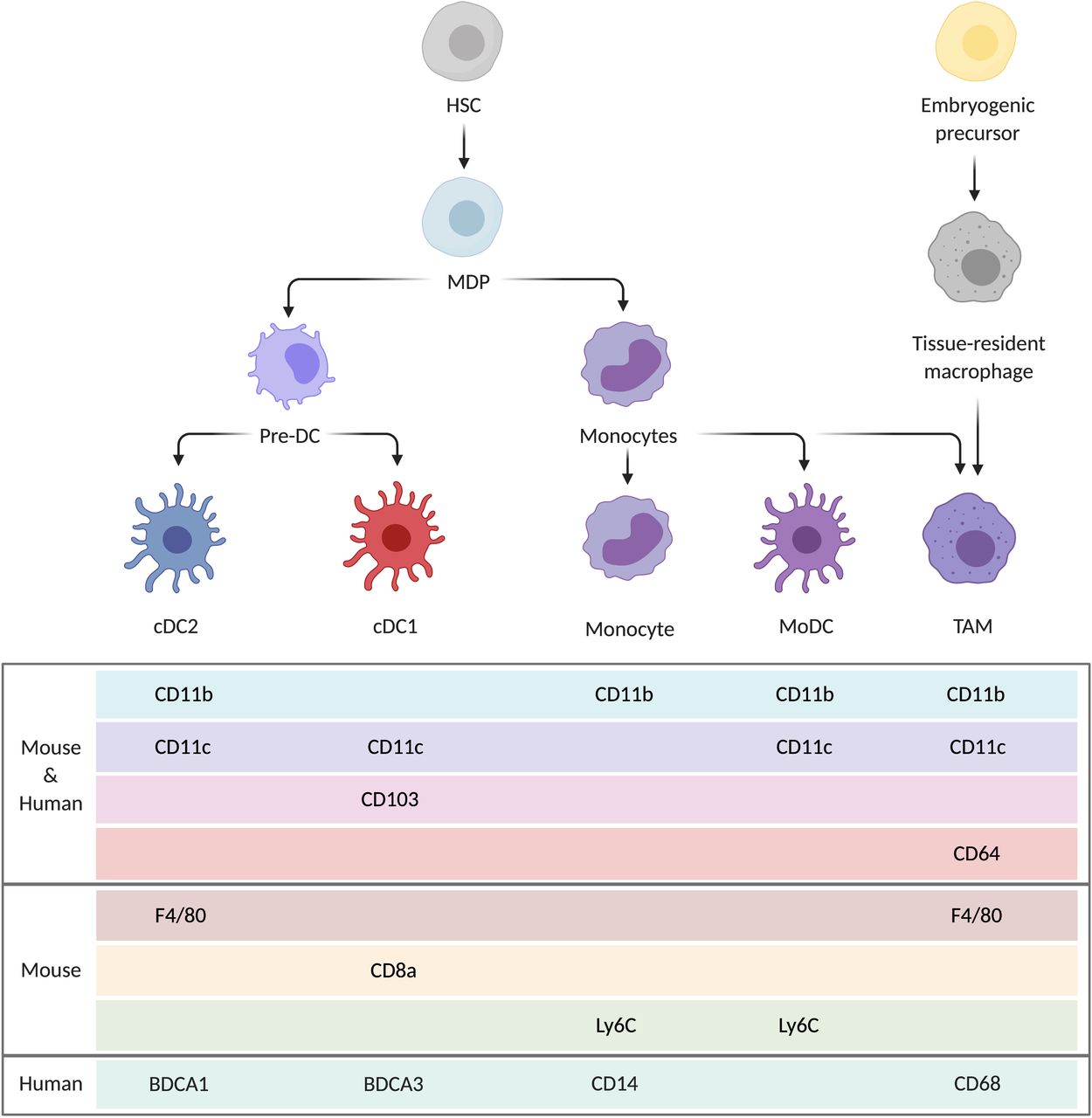 Phagocytic function of tumorassociated macrophages as a key