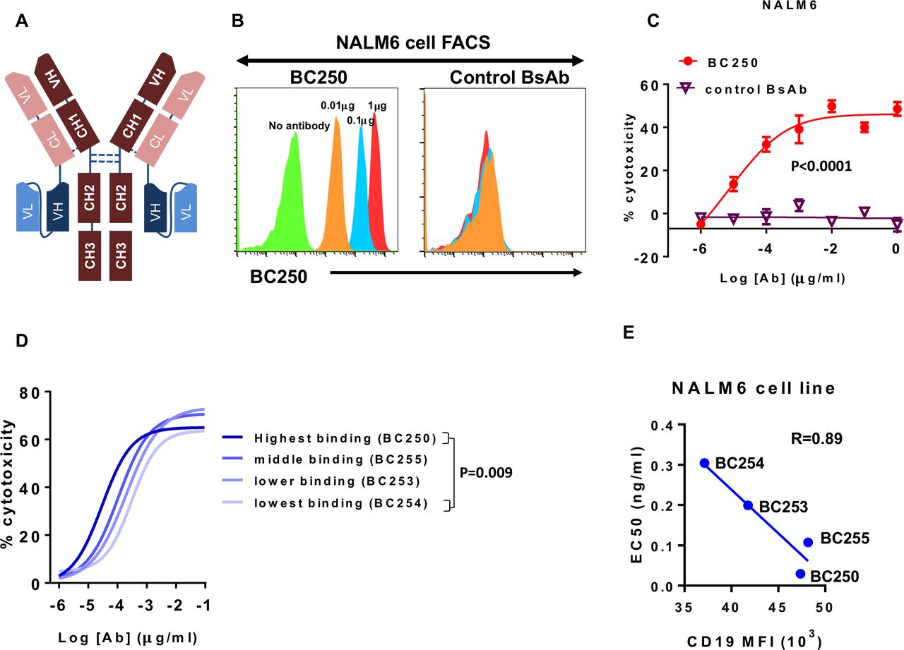 leukemia heterogeneity by combining T cell engaging bispecific antibodies Journal