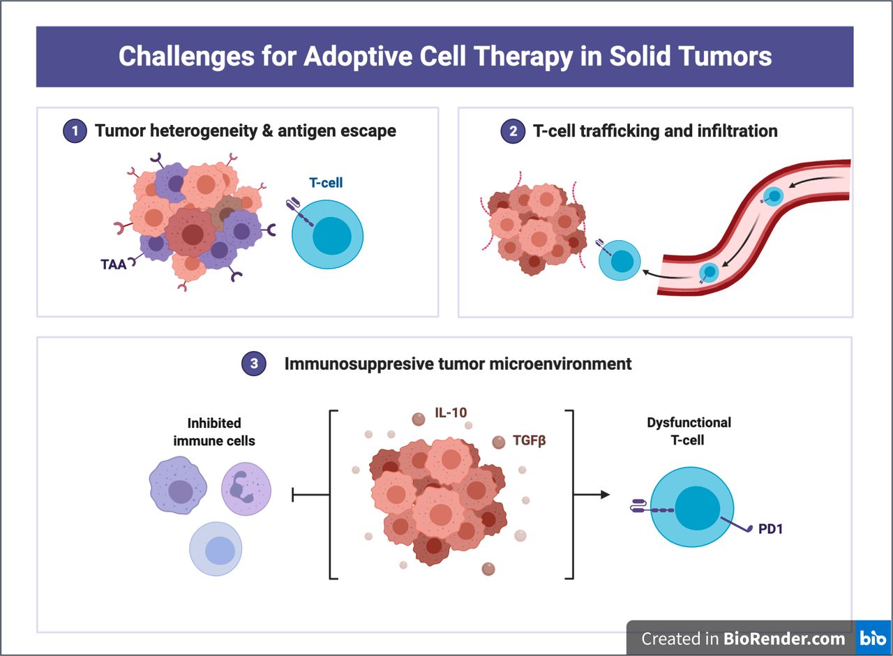 Adoptive cellular therapy in solid tumor malignancies review of the
