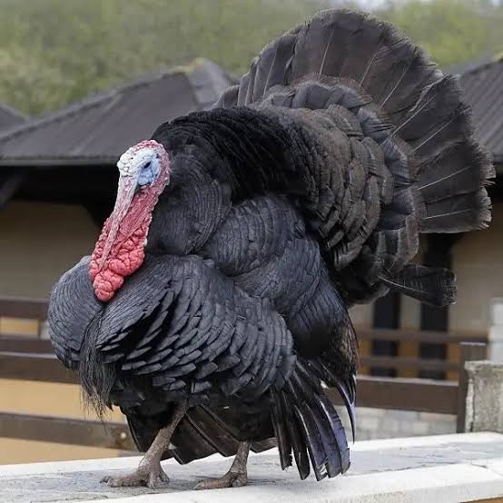 Breeds of turkey All The Turkey Breeds You Should Know » Jitefarms