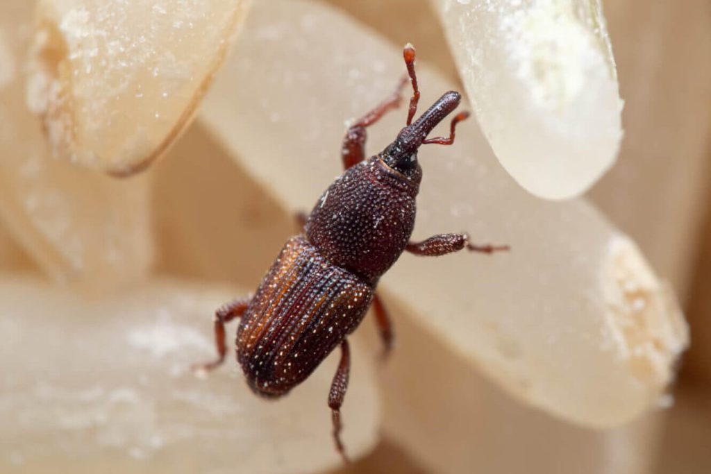 How To Get Rid Of Rice Weevils » Jitefarms