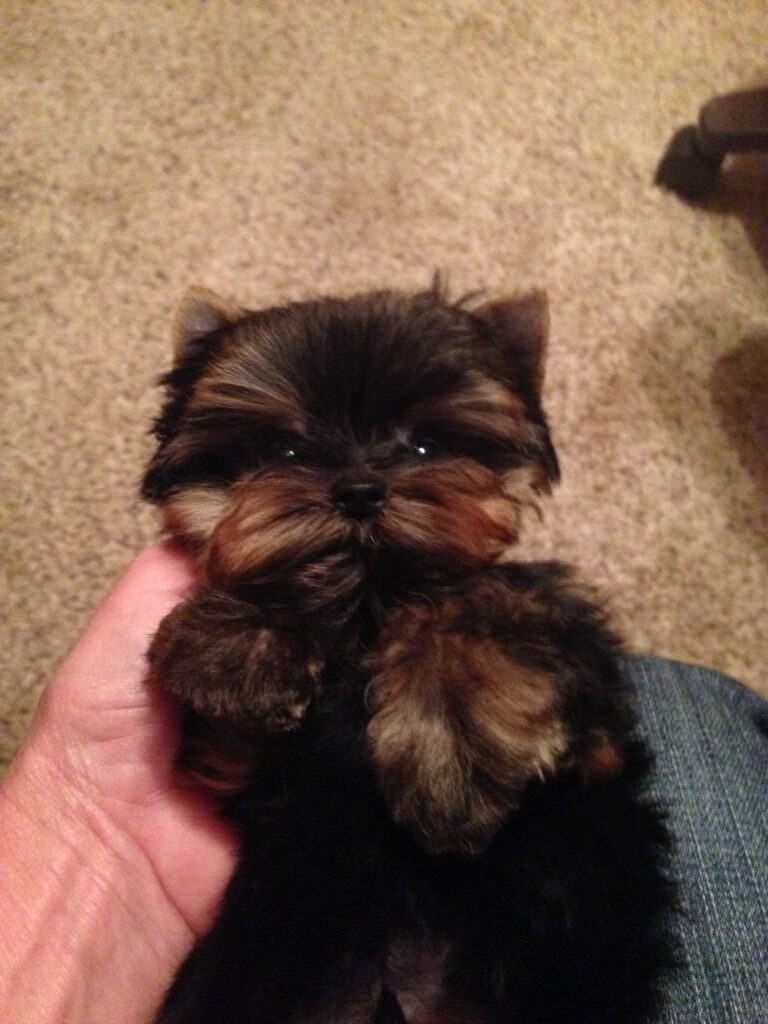 Can Teacup Puppies Have Babies