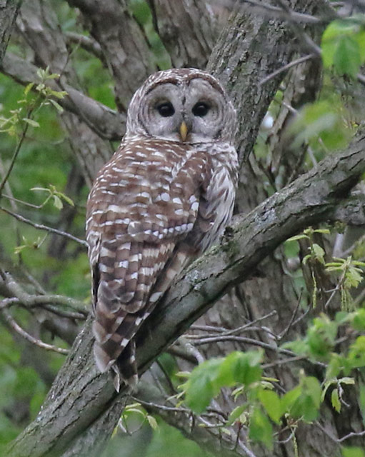 Barred Owl (adult) St. Joe County, Michigan