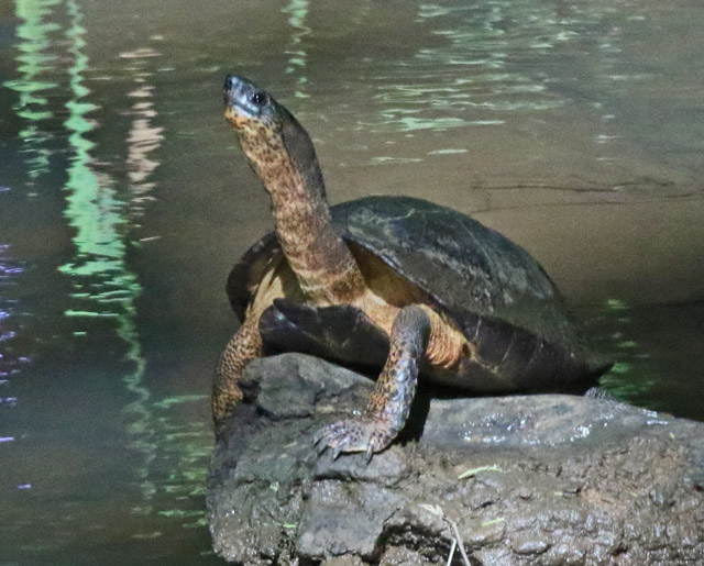 Costa Rica Reptiles October, 2019