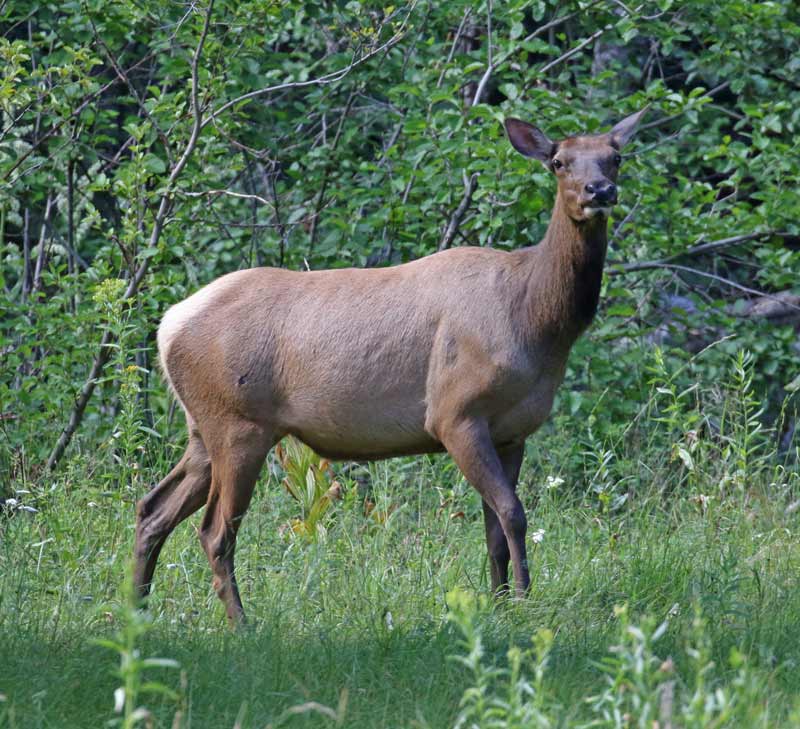 Elk Mt. Rainier National Park, WA and Yellowstone National Park, WY