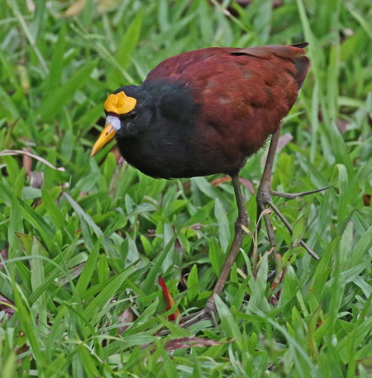 Northern Jacana (adult) Costa Rica October, 2019