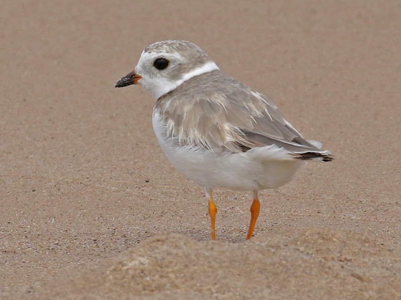 Piping Plover (adult molting into basic plumage) Miller Beach, Lake