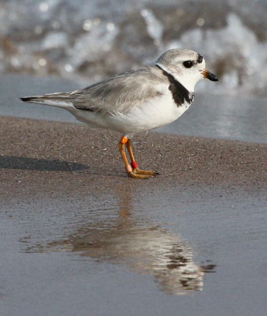 Piping Plover (breedingplumed adult) Miller Beach, Lake County, Indiana
